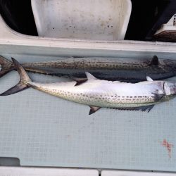 アマテラス 釣果