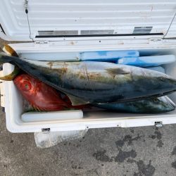 さくら丸 釣果