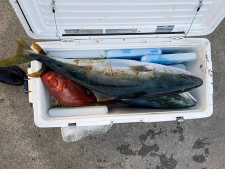 さくら丸 釣果