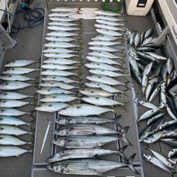 SeaRide(シーライド) 釣果