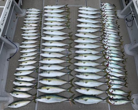 SeaRide(シーライド) 釣果