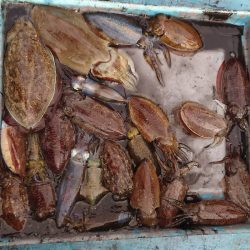 シースナイパー海龍 釣果