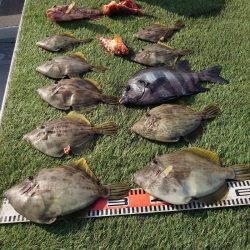 ブルースフィッシングサービス 釣果