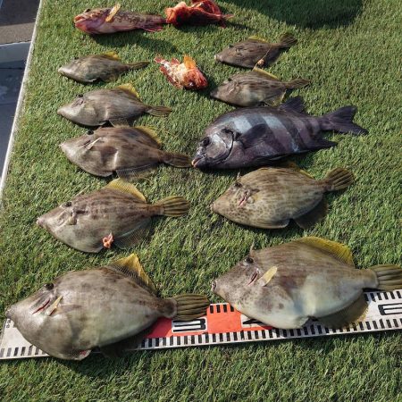 ブルースフィッシングサービス 釣果