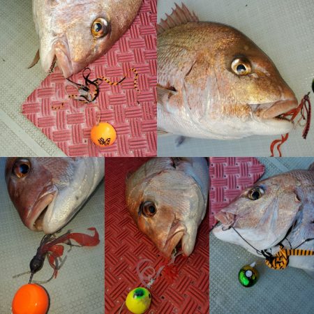 シーライオン 釣果