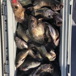 フィッシング　キッタカ 釣果