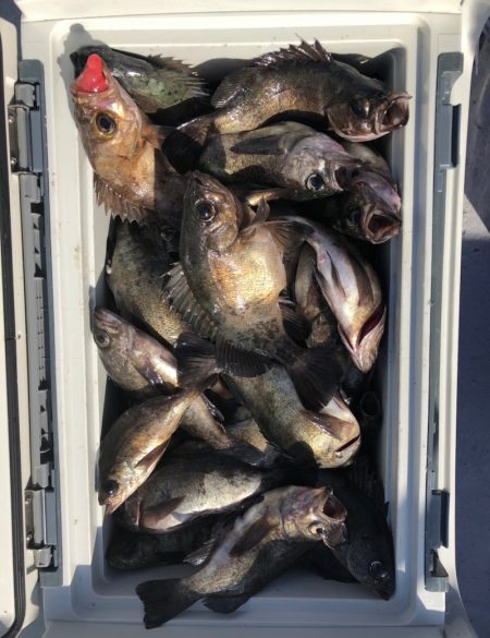 フィッシング　キッタカ 釣果