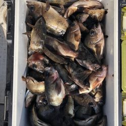 フィッシング　キッタカ 釣果