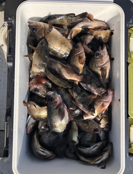 フィッシング　キッタカ 釣果