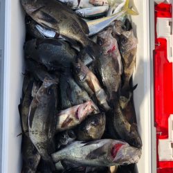 フィッシング　キッタカ 釣果