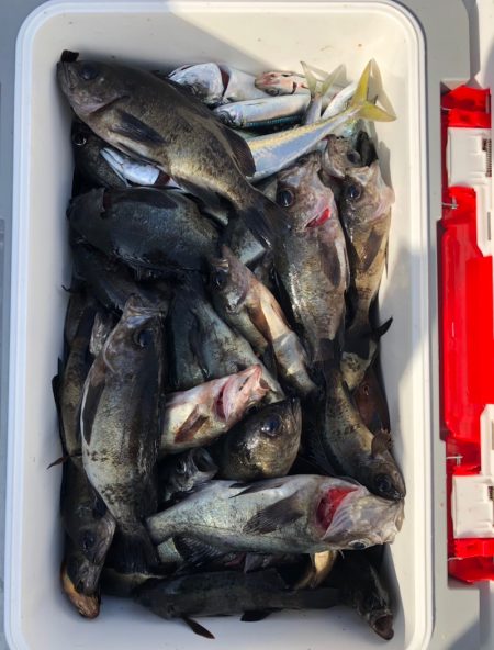 フィッシング　キッタカ 釣果