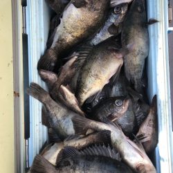 フィッシング　キッタカ 釣果