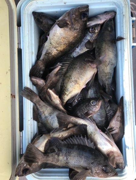 フィッシング　キッタカ 釣果