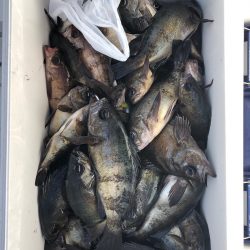 フィッシング　キッタカ 釣果