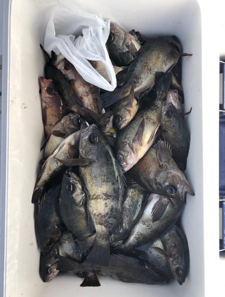 フィッシング　キッタカ 釣果