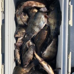 フィッシング　キッタカ 釣果