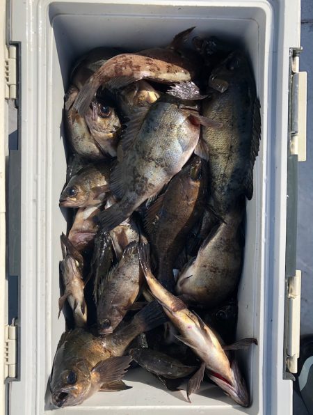 フィッシング　キッタカ 釣果