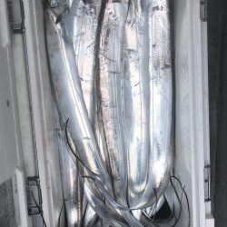 フィッシング　キッタカ 釣果