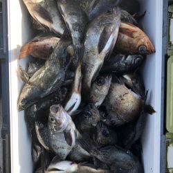 フィッシング　キッタカ 釣果