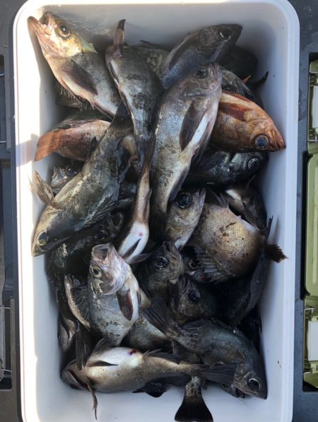 フィッシング　キッタカ 釣果