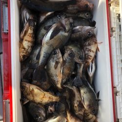 フィッシング　キッタカ 釣果