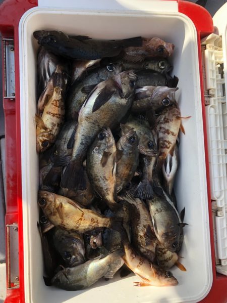 フィッシング　キッタカ 釣果