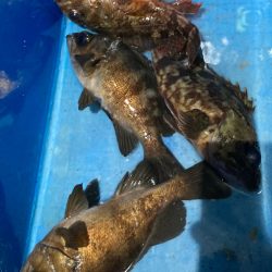 ヤザワ渡船 釣果