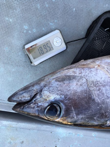 渡船屋たにぐち 釣果
