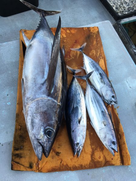 渡船屋たにぐち 釣果