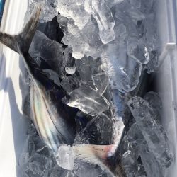 渡船屋たにぐち 釣果