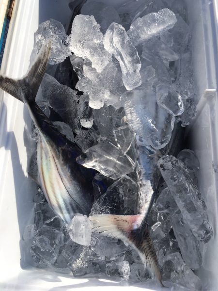 渡船屋たにぐち 釣果