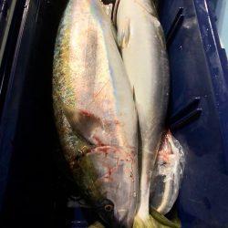 第二八坂丸 釣果