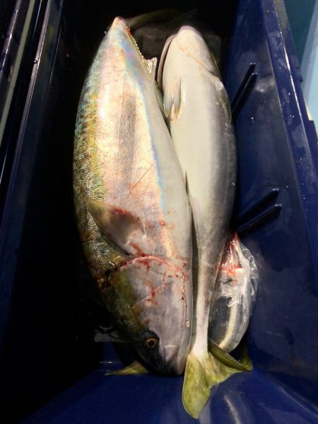 第二八坂丸 釣果