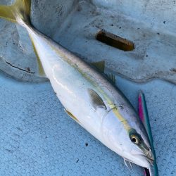 あみや渡船 JIGBOY 釣果