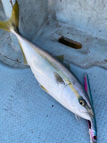 あみや渡船 JIGBOY 釣果