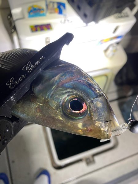 Monster Rush! 釣果