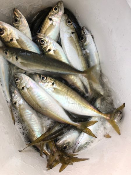 ヤザワ渡船 釣果