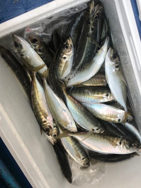 ヤザワ渡船 釣果