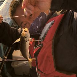 ヤザワ渡船 釣果