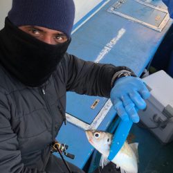 ヤザワ渡船 釣果