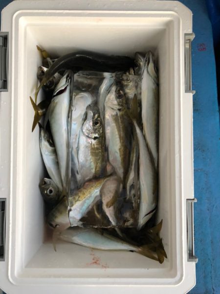 ヤザワ渡船 釣果