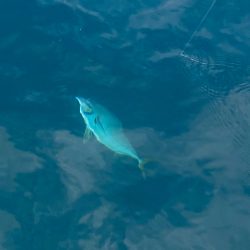 あみや渡船 JIGBOY 釣果