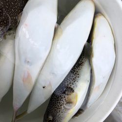 浜栄丸 釣果