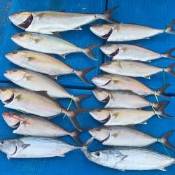 釣鯛洋 釣果