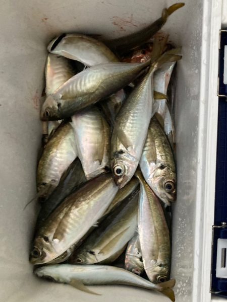 ヤザワ渡船 釣果