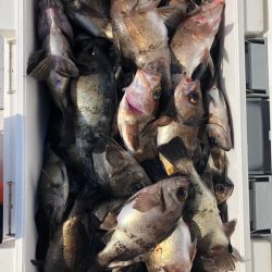 フィッシング　キッタカ 釣果