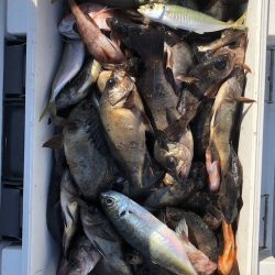 フィッシング　キッタカ 釣果