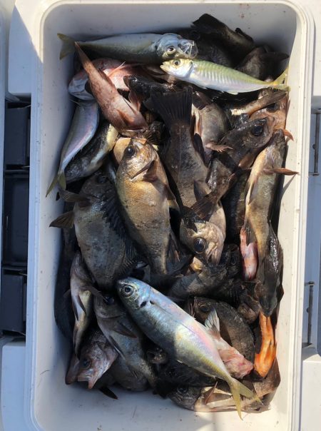 フィッシング　キッタカ 釣果