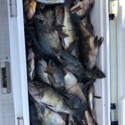 フィッシング　キッタカ 釣果