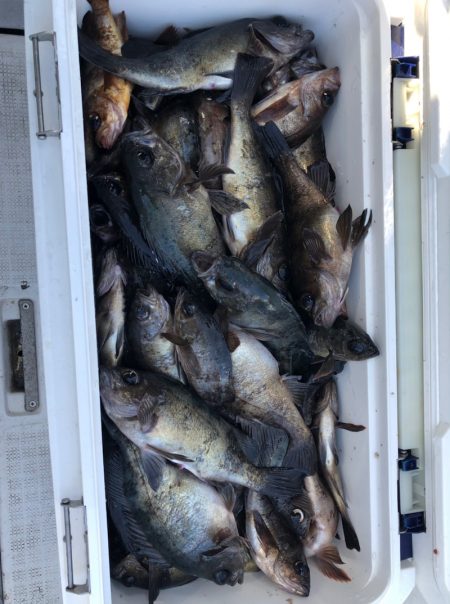 フィッシング　キッタカ 釣果